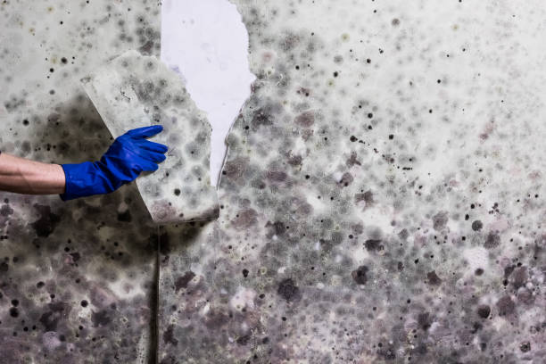 Best Insurance-Related Mold Remediation in Hastings, NE